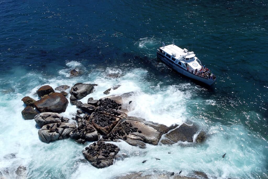 Full day Cape Peninsular Tour 1