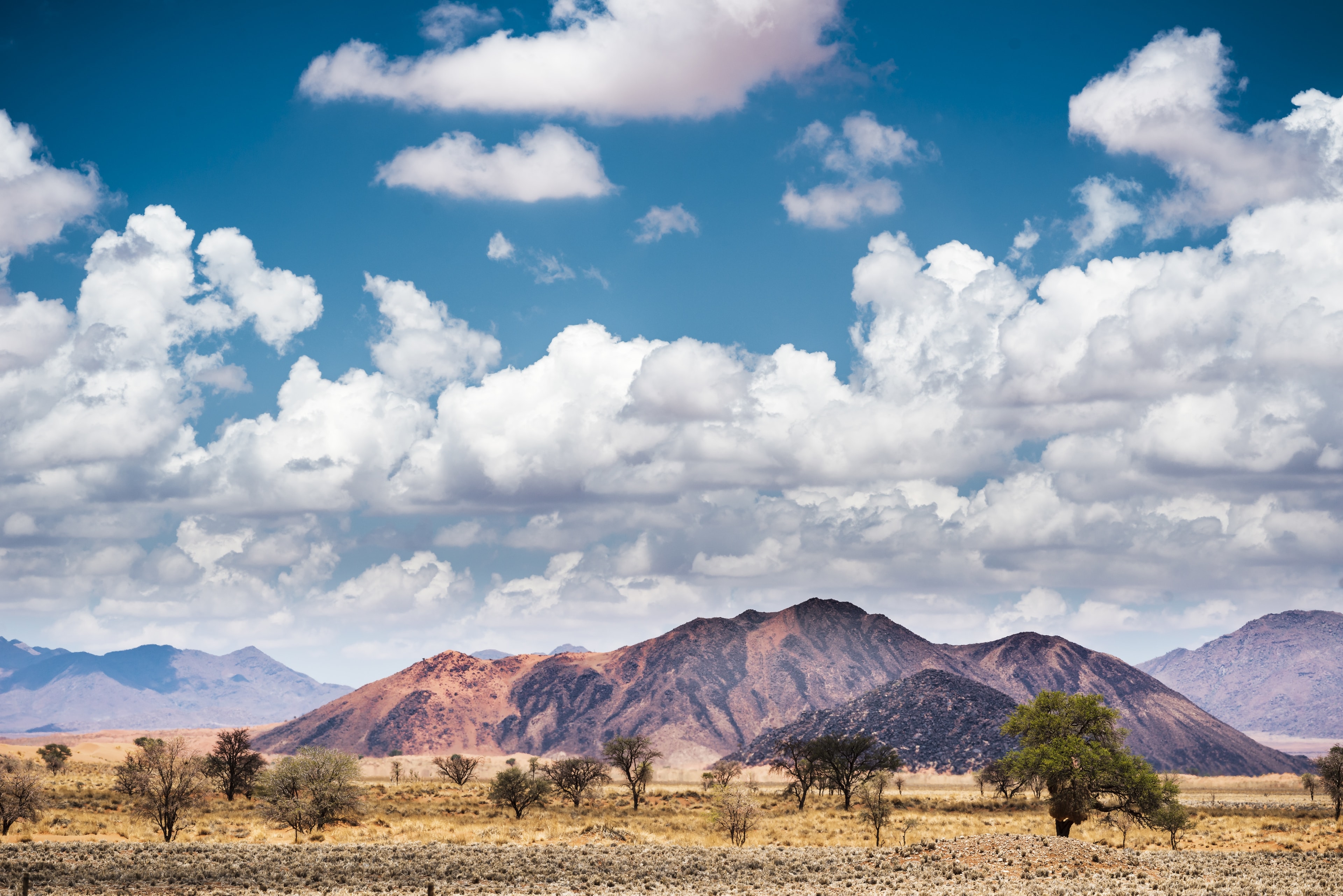 Luxury Safari