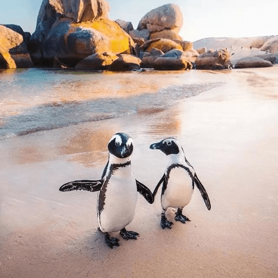 Cape Peninsula & Cape Point Tour: A Scenic Coastal Adventure